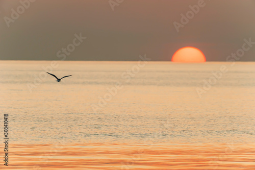 A Seagull flying towards the sun.