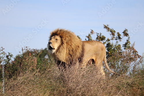 Male African Lion, Simba