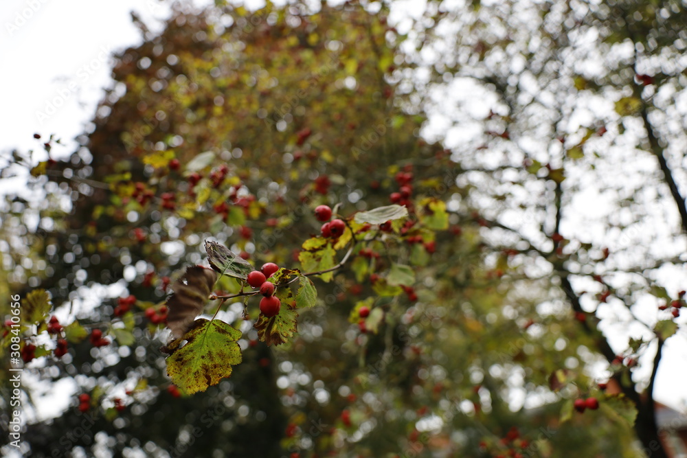 branch of tree with red berries