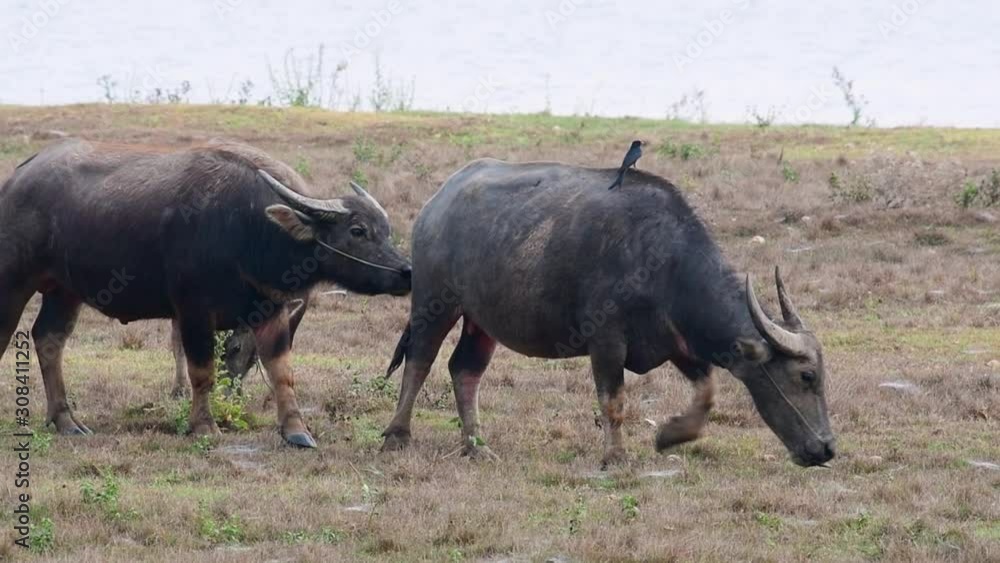 Water Buffalo, Bubalus bubalis; a male water Buffalo follows a female from behind and suddenly attempts to mount her to breed. Water Buffalo, Bubalus bubalis; a male water Buffalo follows a female from behind and suddenly attempts to mount her to breed.