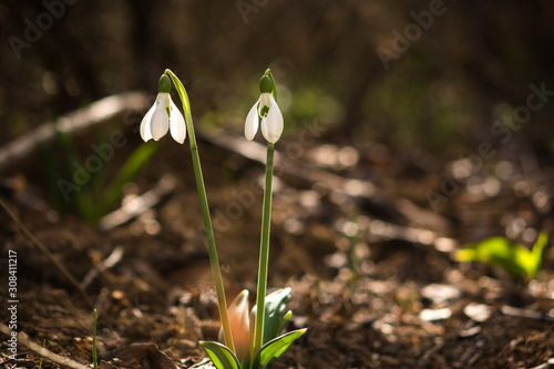 White snowdrops in the sun in the forest of Crimea