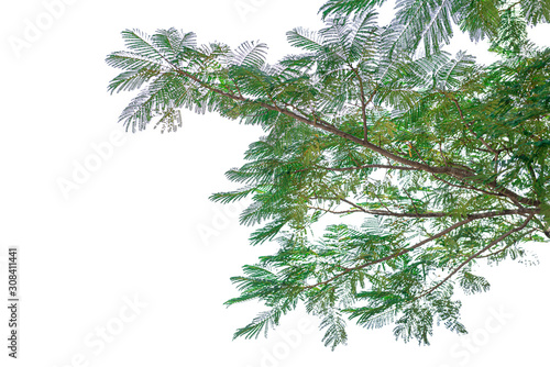 branch of fir tree isolated on white background