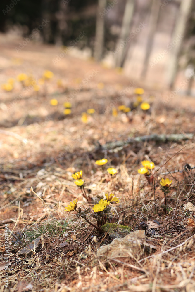 Obraz premium 武石唐沢福寿草群生地 福寿草