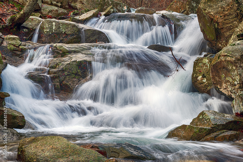 River in a beech forest in winter River in a beech forest in winter