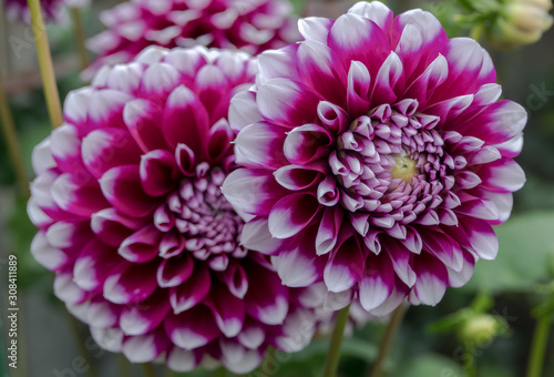 Dahlia is a genus of bushy  tuberous  herbaceous perennial plants native to Mexico and Central America. A member of the Asteraceae family of dicotyledonous plants