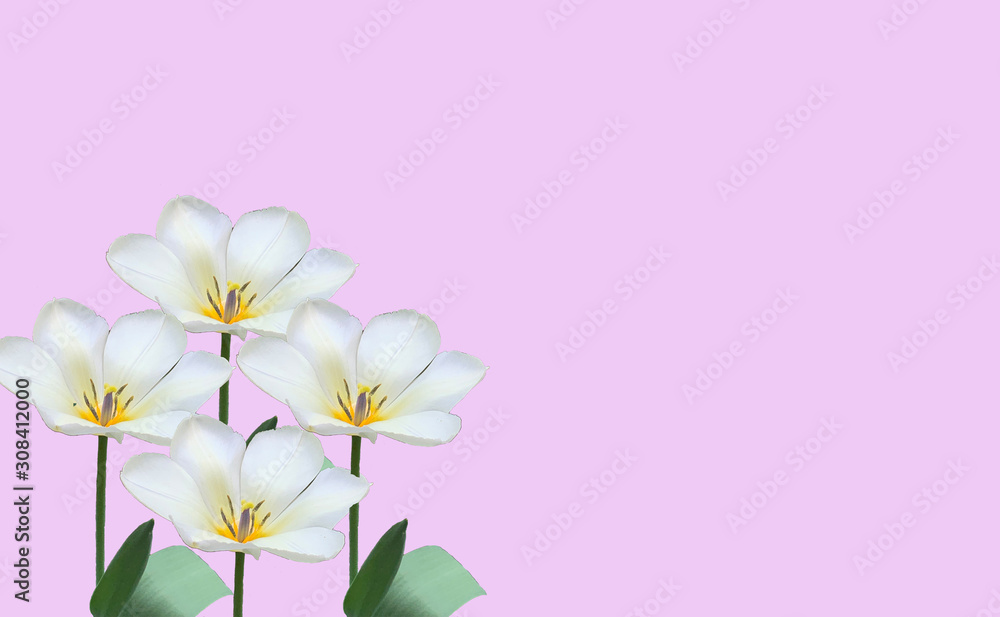 Obraz premium four white opened tulips with a yellow center on a lilac background