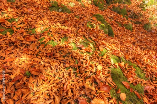 Autumn orange leaves
