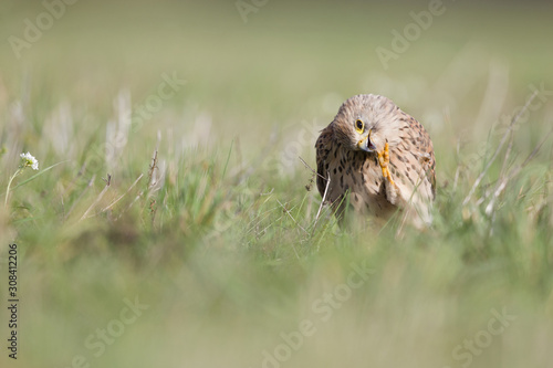 A common kestrel viewed from a low angle streching and preening in the grass in Germany.
