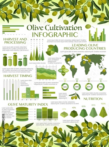 Olive oil infographics, harvest timing and processing, maturity index and nutrition. Vector graphs and diagram elements of green olives growing, extra virgin oil consumption, consumer market analysis