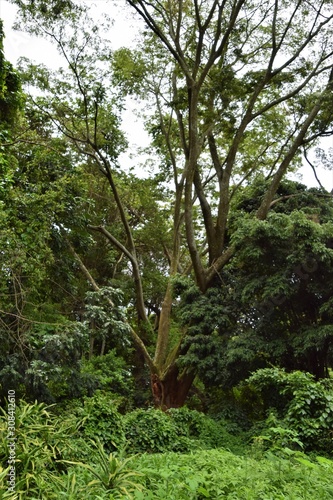 African forest landscape and nature scenery 