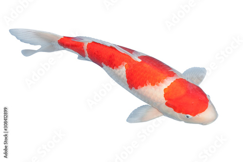 Fotografie Koi fish isolated on white background