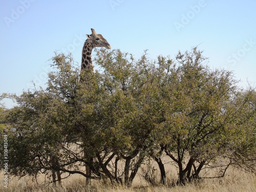 Giraffe in Dronfield Nature Reserve photo