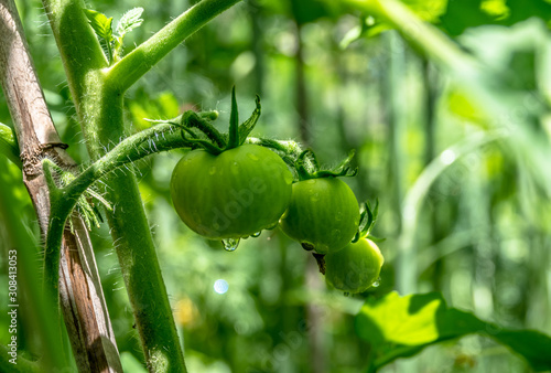Green tomatoes on the vine