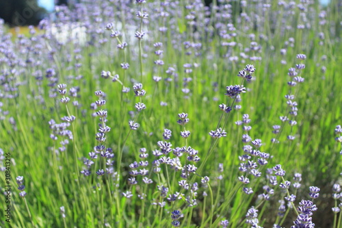 purple flowers in the field