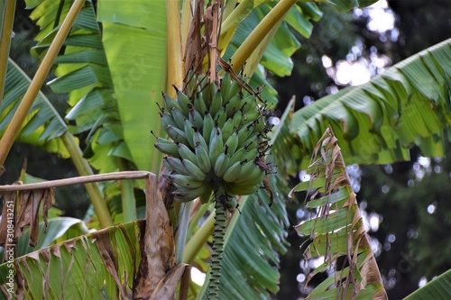 Green bananas growing on tree in plantation