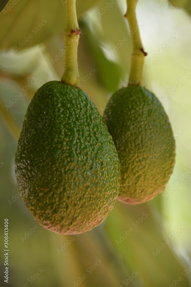 Green avocados growing on tree nature scenery Green avocados growing on tree nature scenery