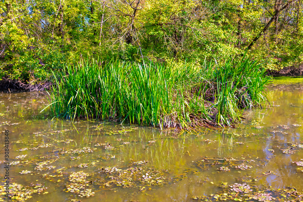 Fototapeta premium Details of the wetland landscape. Imperial Pond nature reserve. Carska Bara, Vojvodina, Serbia. Image