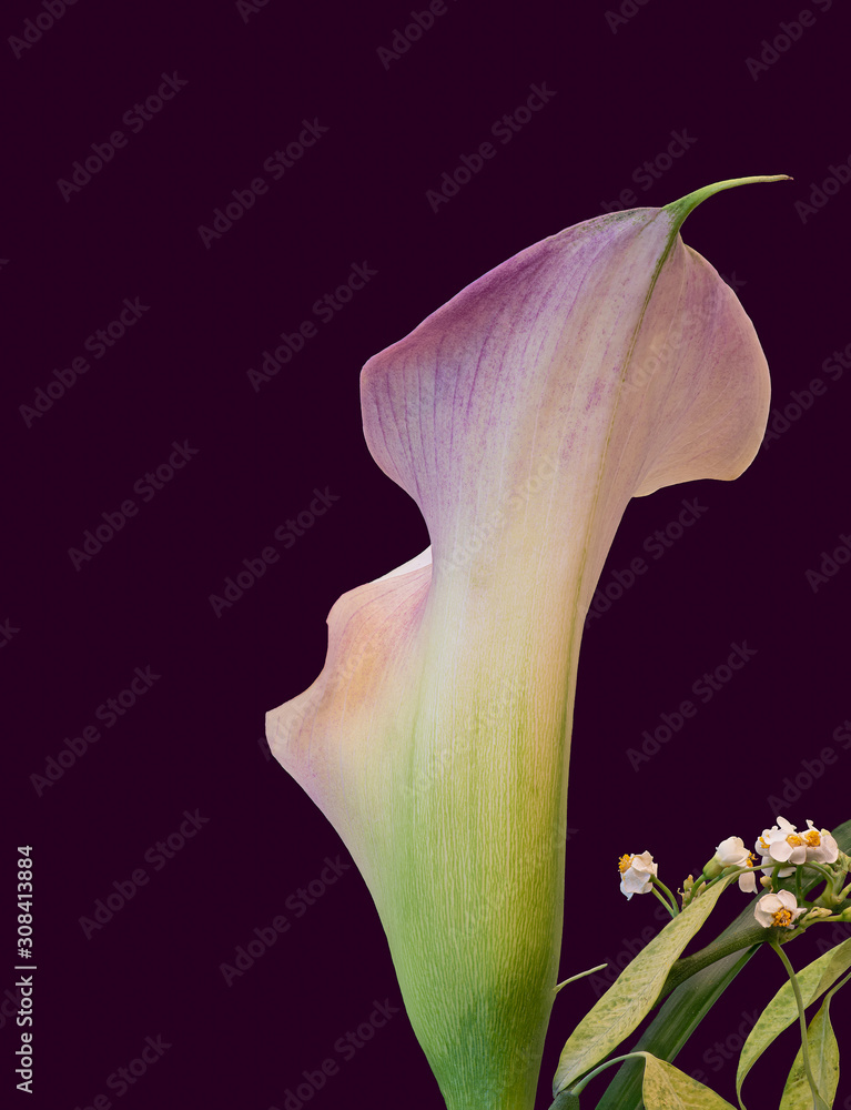 isolated pastel pink green calla with euphorbia blossoms,violet  background,fine art still life color macro, detailed textured bloom,vintage  painting style Stock Photo | Adobe Stock