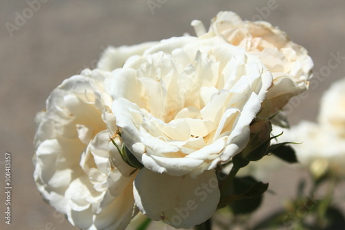 white roses and green leaves