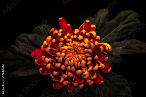 low key yellow red chrysanthemum with green leaves blossom macro on black backgr Fototapete