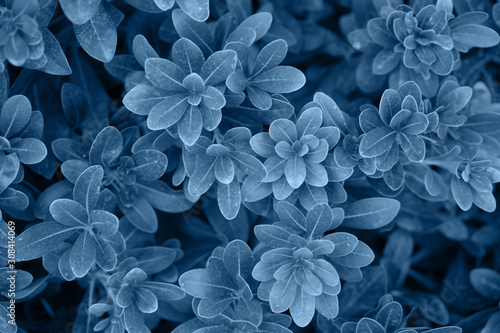 Background of the blue foliage. photo
