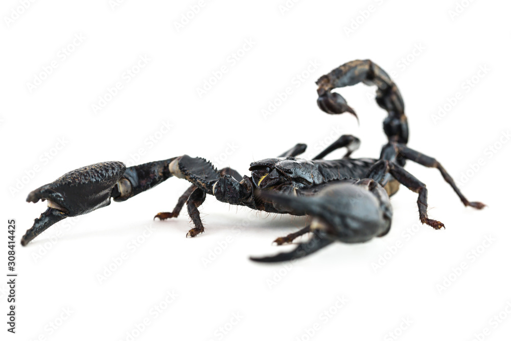 Close up scorpion on white background Close up scorpion on white background