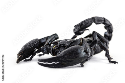 Close up the giant black scorpion on white background