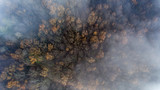 Clouds and mist and smoke from burning trees and fires shrouds a autumn forest in Switzerland. The bare tree tops can be seen poking through the smokey haze.
