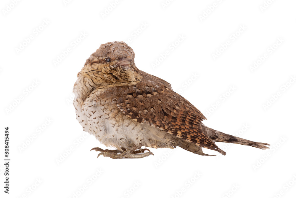 Eurasian wryneck (Jynx torquilla) isolated on a white background Eurasian wryneck (Jynx torquilla) isolated on a white background