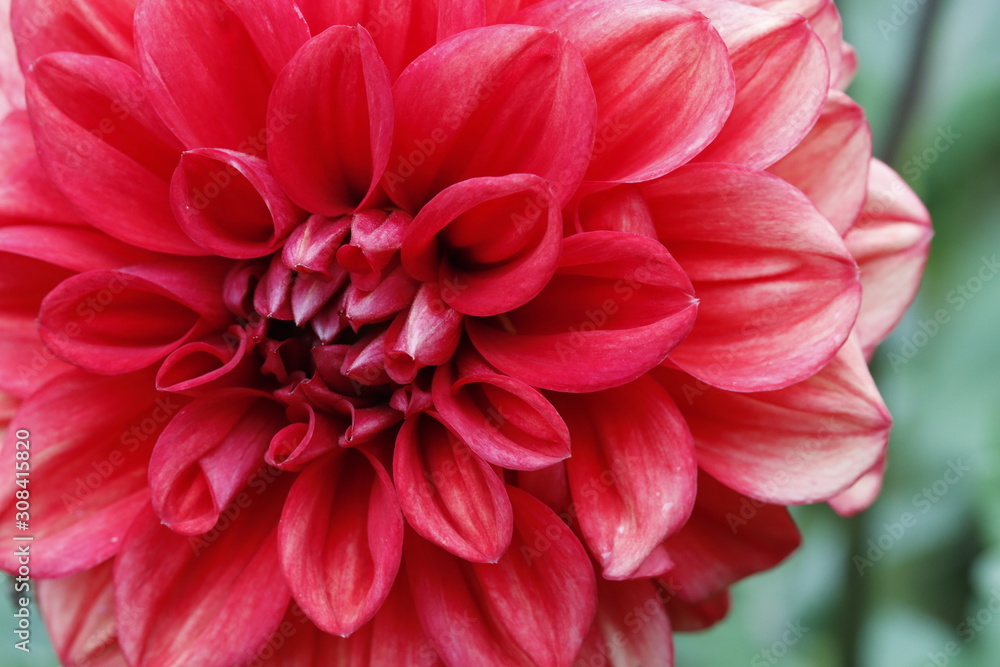 close up of a pink dahlia flower