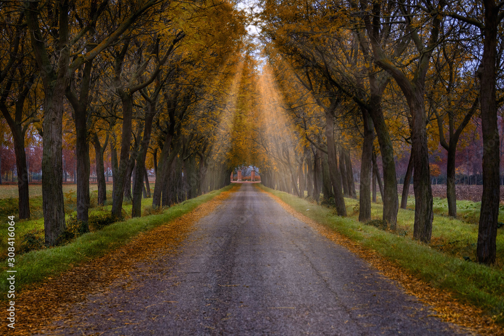 Tree-lined road in autumn