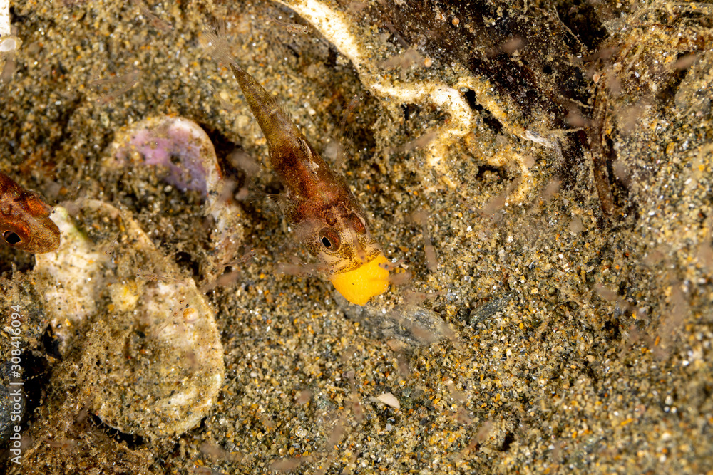 The surprising underwater world of the Indian and Pacifical Oceans The surprising underwater world of the Indian and Pacifical Oceans