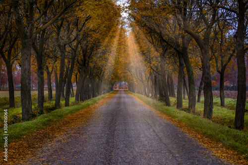 Tree-lined road in autumn