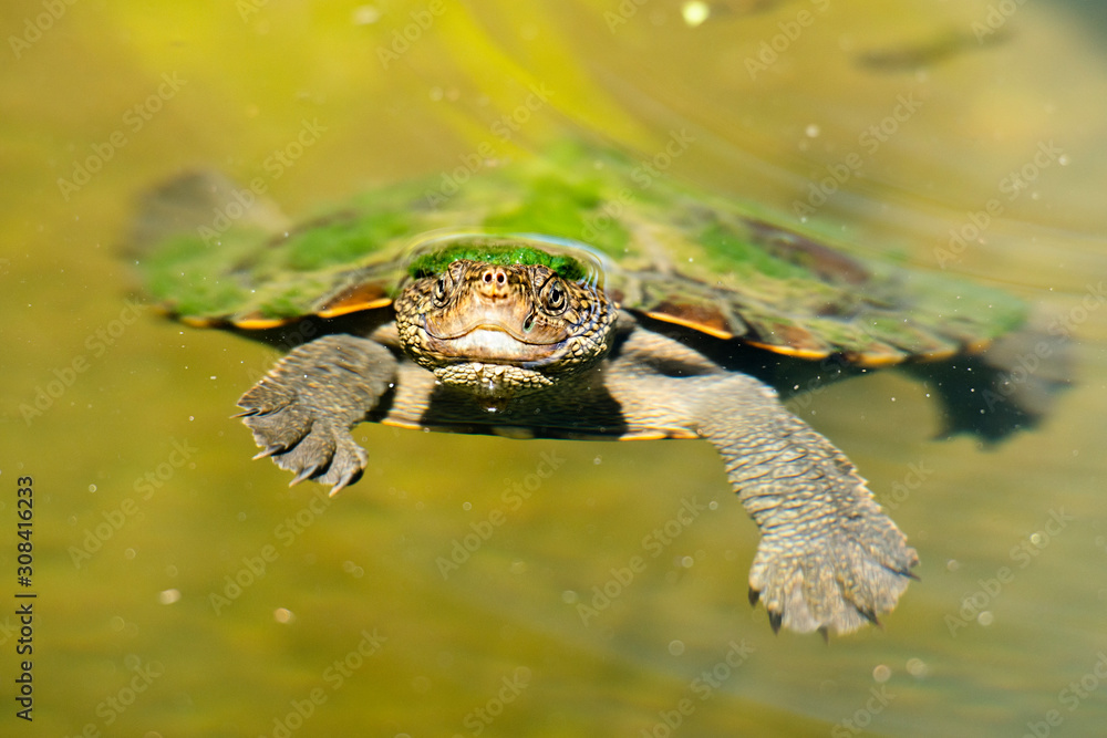 Mary River Turtle swimming in the pond during the day Mary River Turtle swimming in the pond during the day