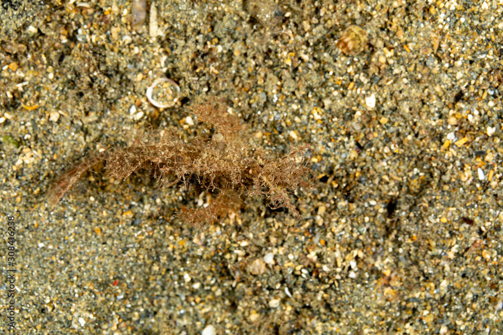 The surprising underwater world of the Indian and Pacifical Oceans The surprising underwater world of the Indian and Pacifical Oceans