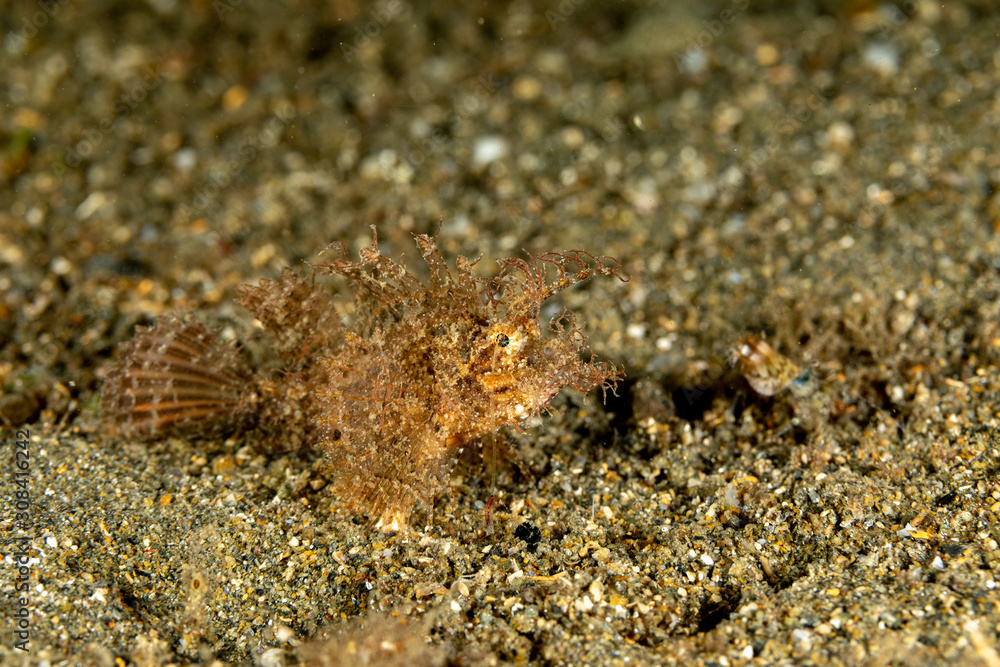 The surprising underwater world of the Indian and Pacifical Oceans