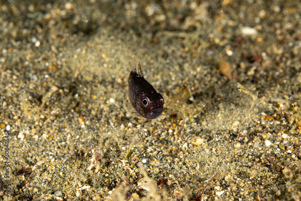 The surprising underwater world of the Indian and Pacifical Oceans