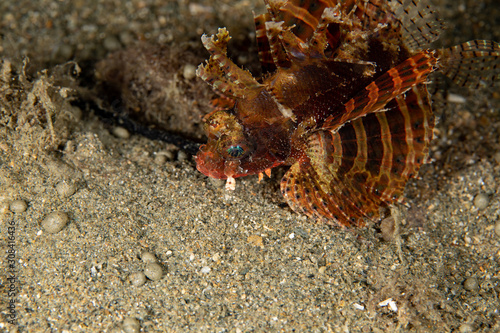 The surprising underwater world of the Indian and Pacifical Oceans