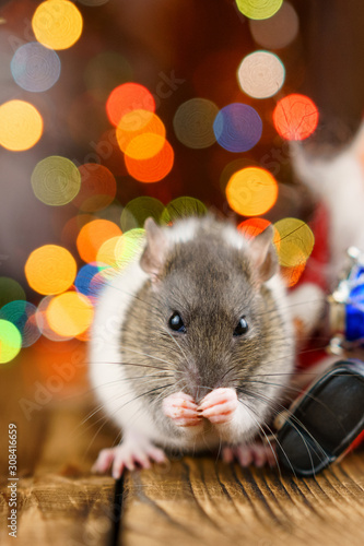 cute rat in Christmas decor  Santa Claus and bokeh