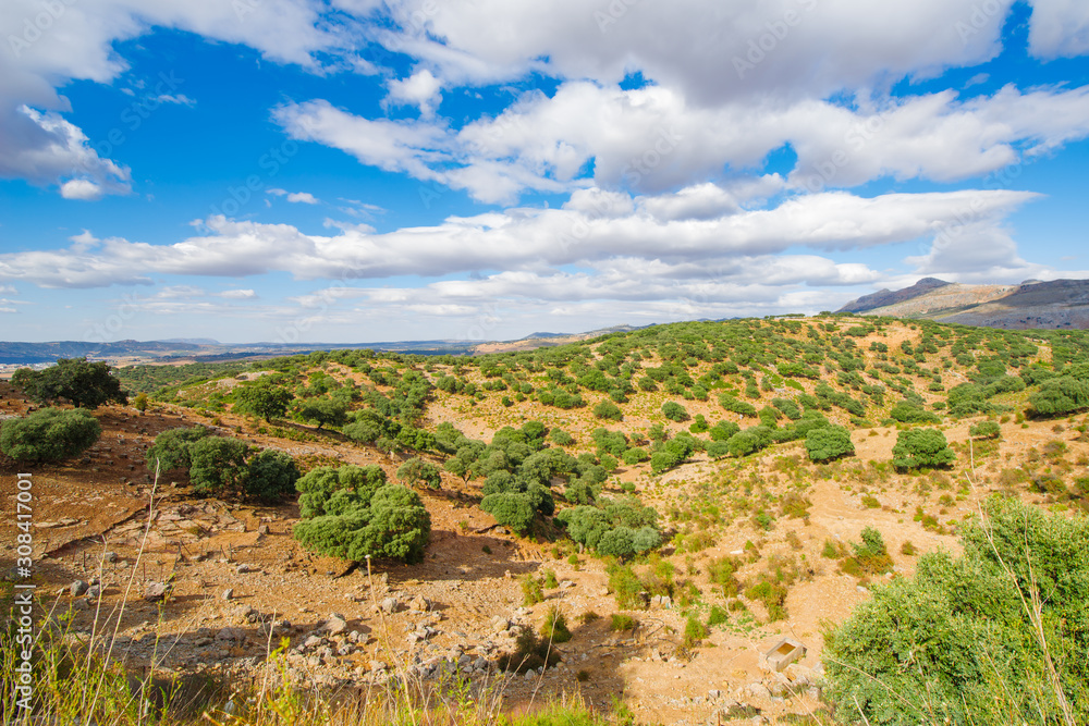 In summer, a mountain landscape with a grove of young olive trees. Spain, Andalusia.