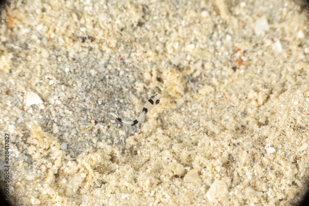 The surprising underwater world of the Indian and Pacifical Oceans