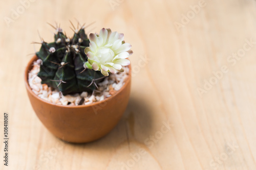 cactus in a pot on wood background