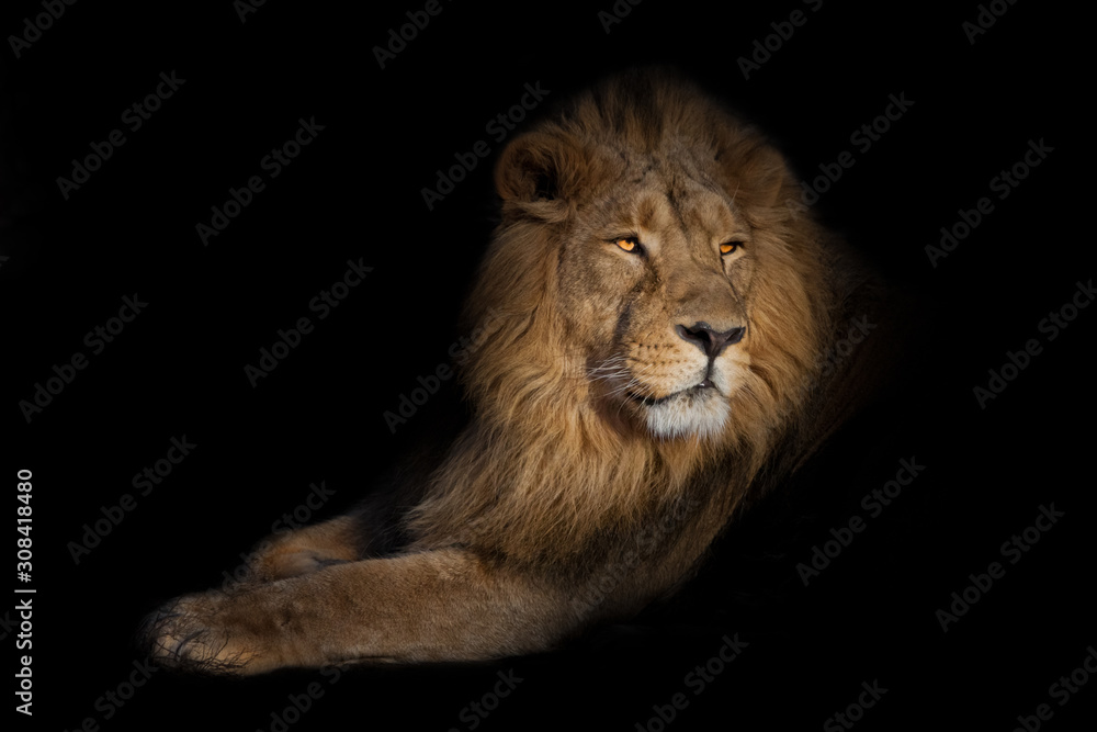 Fototapeta premium lion portrait on a black background. lion on a black background. powerful lion male with a chic mane consecrated by the sun.