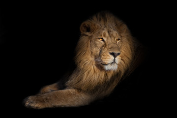 Crédence de cuisine Lion lion portrait on a black background. lion on a black background. powerful lion male with a chic mane consecrated by the sun.  © Mikhail Semenov