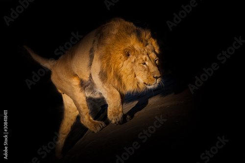lion on a black background. sneaking up the hill. powerful lion male with a chic mane ide illuminated by evening light.