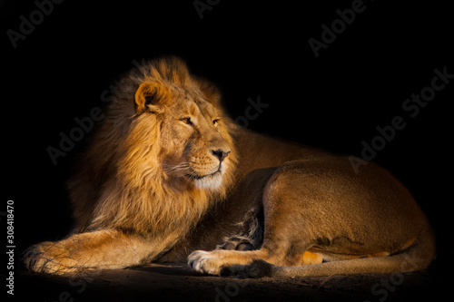 lion on a black background. handsome lion male with magnificent hair lies on the ground and looks. yellow evening light.