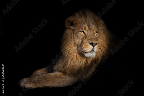 lion portrait on a black background. lion on a black background. powerful lion male with a chic mane consecrated by the sun. © Mikhail Semenov