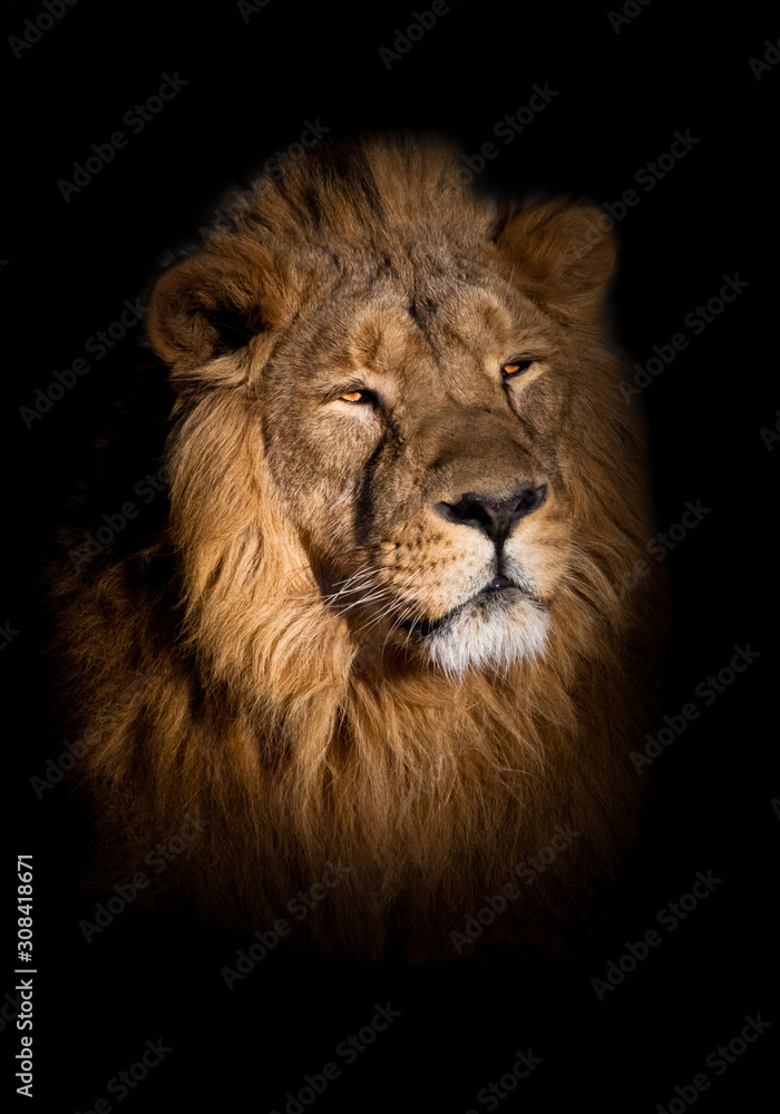 lion portrait on a black background. lying around and looking patronizing. powerful lion male with a chic mane consecrated by the sun.