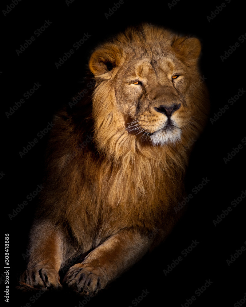 lion portrait on a black background. stands up. powerful lion male with a chic mane consecrated by the sun.