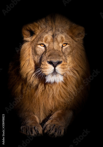 lion portrait on a black background. looks inquiringly. powerful lion male with a chic mane consecrated by the sun. © Mikhail Semenov